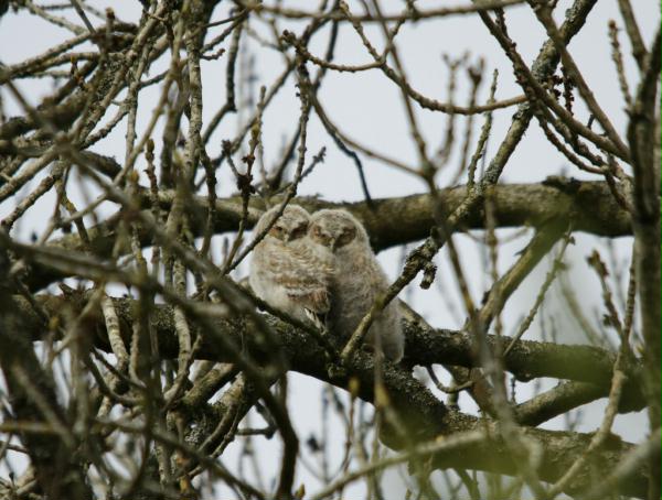Tawny Owl <i>Strix aluco</i>