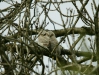 Tawny Owl <i>Strix aluco</i>