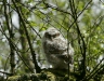 Tawny Owl <i>Strix aluco</i>