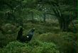 Capercaillie