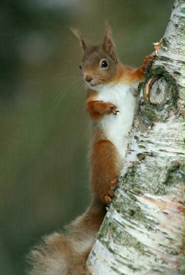 Red Squirrel, Grantown-on-Spey, Highlands