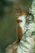 Red Squirrel