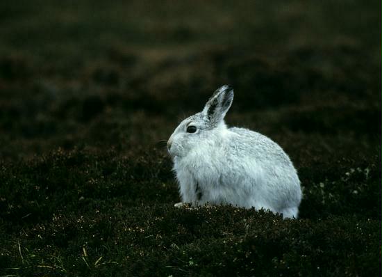 Mountain Hare, Upper Findhorn Valley, Highlands