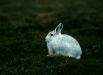 Mountain Hare