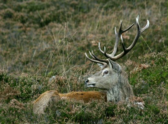 Red Deer, Glen Cannick, Highlands