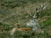 Red Deer