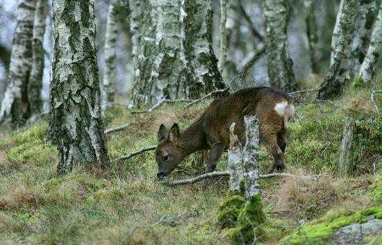 Roe Deer, Grantown-on-Spey, Highlands