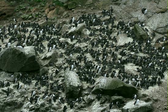 Guillemot colony, Lunga, Treshnish Isles