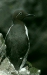 Common Guillemot