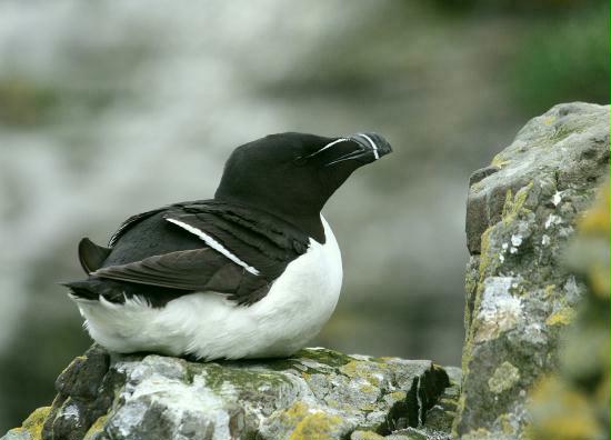Razorbill, Lunga, Treshnish Isles