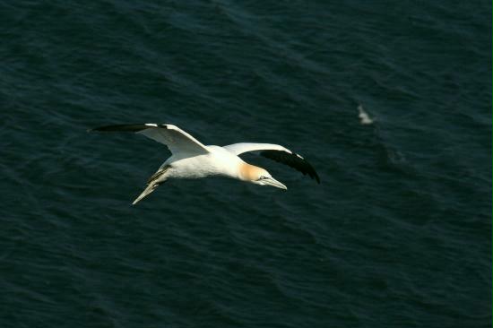 Gannet, Troup Head, Aberdeenshire