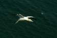 Gannet
