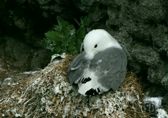 Kittiwake, Lunga, Treshnish Isles