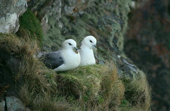 Fulmars, Gruinard Bay, Highlands