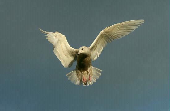 1st winter Iceland Gull, Mallaig, Highlands