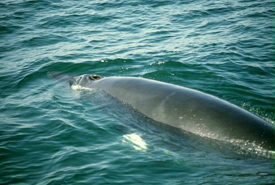 Minke Whale, Small Isles, Highlands