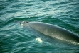 Minke Whale