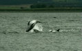 Bottlenose Dolphin