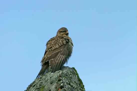Buzzard, Glen Cannick, Highlands