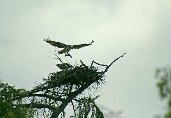Ospreys, Speyside, Highlands
