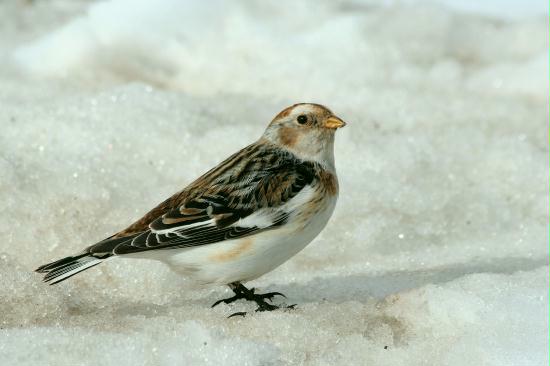 Snow Bunting, Cairngorms, Highlands