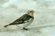 Snow Bunting