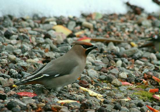 Waxwing, Nethybridge, Highlands