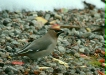 Waxwing