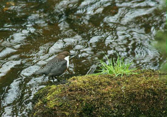 Dipper, Loch Morlich, Highlands
