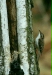 Treecreeper