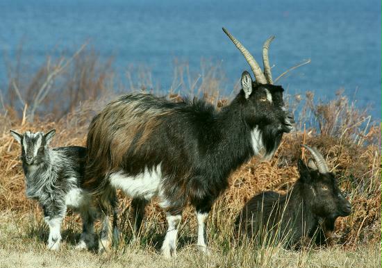 Wild Goat, Gruinard Bay, Highlands