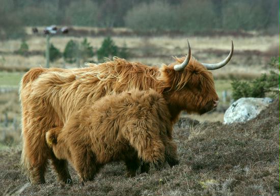 Highland Cattle, Gruinard Bay, Highlands