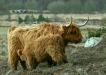 Highland Cattle