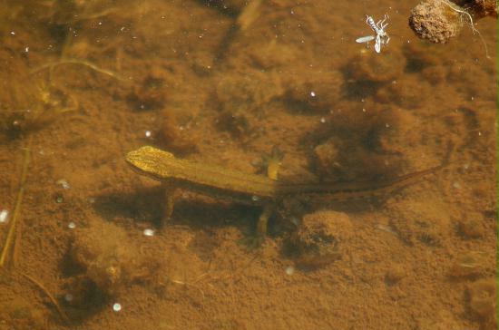 Palmate Newt, Highlands