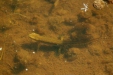Palmate Newt
