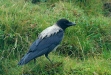 Hooded Crow