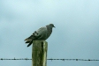 Rock Dove