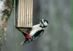 Great Spotted Woodpecker
