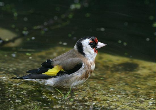 Goldfinch <i>Carduelis carduelis</i>