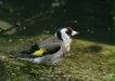 Goldfinch