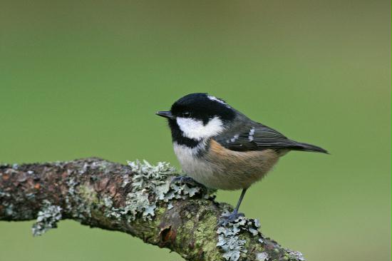 Coal Tit <i>Periparus ater</i>