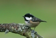 Coal Tit