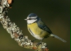 Blue Tit