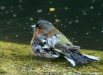 Chaffinch
