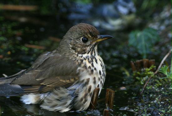 Song Thrush <i>Turdus philomelos</i>