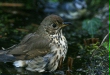 Song Thrush