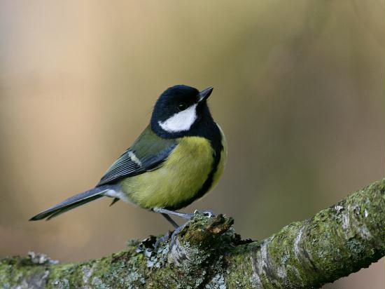 Great Tit <i>Parus major</i>
