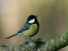 Great Tit