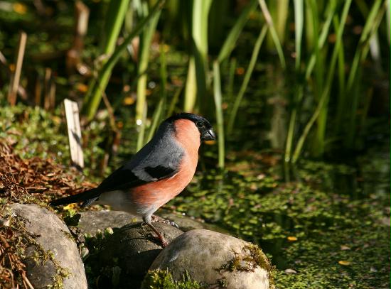 Bullfinch <i>Pyrrhula pyrrhula</i>