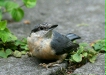 Nuthatch